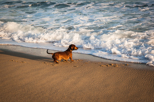 Dachshund dog playing with breaking waves on a sunny beach - Powered by Adobe