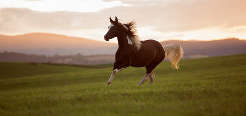 Pinto horse galloping through green meadow by the sunset