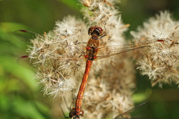 Nahansicht einer gemeinen Heidenlibelle bei der Paarung