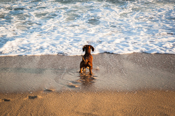 Dachshund dog playing with breaking waves on a sunny beach
