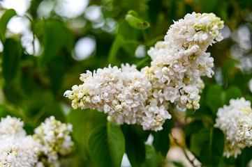 Fresh spring blossom flower, white color.