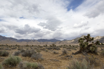 Desert Landscapes