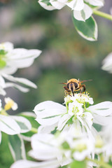 Little bee sitting on a white flower