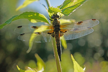 Nahansicht einer Libelle - Vierfleck