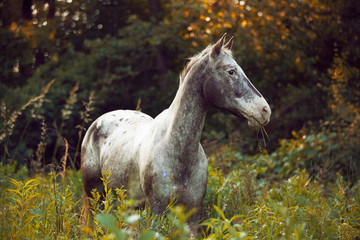 Grey horse Appaloosa standing in high green grass by the sunset 
