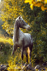 Grey horse Appaloosa standing in high green grass by the sunset 