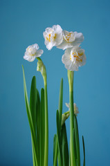 easter flowers narcissus, spring time, botanical, floral Blue background