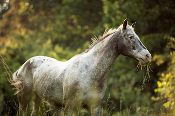 Obraz na płótnie Canvas Grey horse Appaloosa standing in high green grass by the sunset 