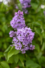 Fototapeta na wymiar Fresh spring blossom flower, purple color.