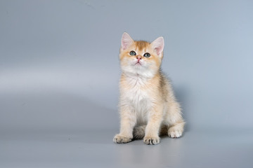 British Shorthair Kitten Cat Isolated