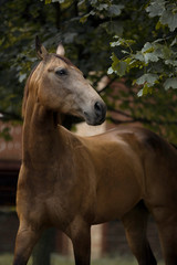 Brown quarter horse portrait with green trees on background 