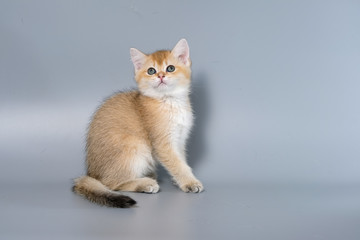 British Shorthair Kitten Cat Isolated