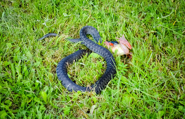 snake eating frog