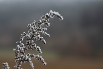 Frostige Blume mit Eiskristallen mit Bokeh