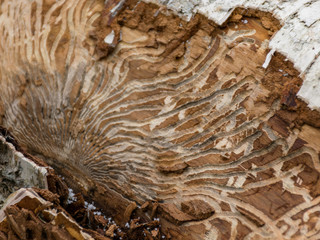 abstract picture with wood texture