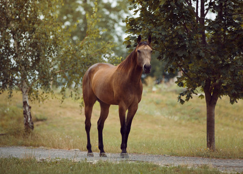 Brown quarter horse portrait with green trees on background