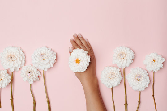 White dahlia flower lying on woman's hand with nide manicure, between other flowers on pink background.