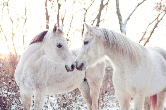Two white horses touching with noses in winter portrait 