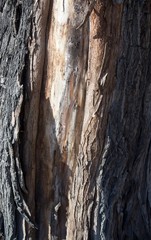 Obraz premium Maple wood texture. Texture for design