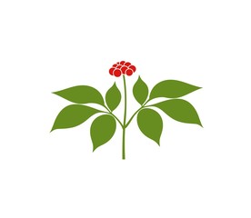 Ginseng logo. Isolated ginseng on white background