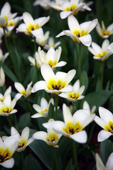 White tulip on the background of the field of other flowers