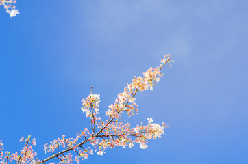 Blossom cherry flowers branch under clear blue sky springtime natural background