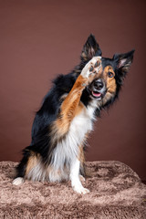 Adorable portrait of amazing healthy and happy adult black, white and brown tricolor border collie in the photo studio on the color background