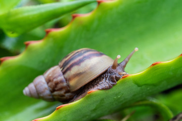 escargot sur feuille verte