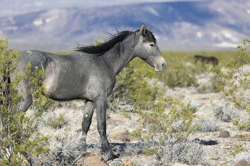 Wild Horses