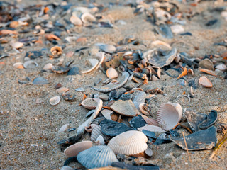 sea ​​shells