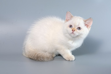 British Shorthair Kitten Cat Isolated