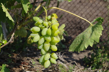 Bunch of white wine grapes hang from a vine with green leaves. Nature background . Wine concept....
