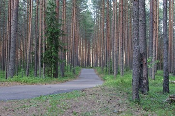 Pine forest in Russia. Straight trunks of tall trees in sunny day.