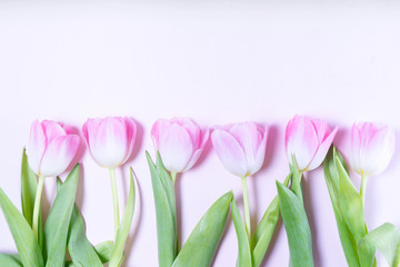 Pink blooming tulips