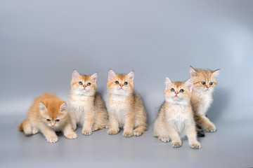 Fototapeta na wymiar British Shorthair Kitten Cat Isolated