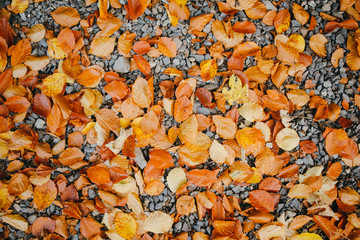Colorful background of autumn leaves on rocks.