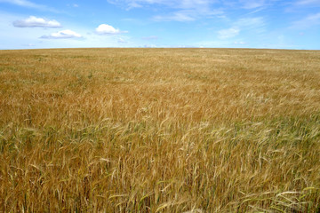 Wheat field and blue sky.