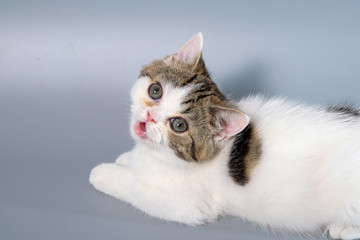 British Shorthair Kitten Cat Isolated