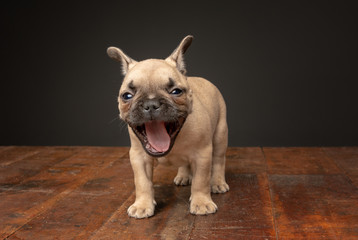 French Bulldog Puppy standing yawning