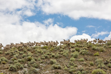 Bighorn herd