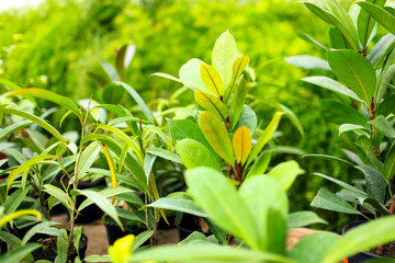 Leaves of green living plants, blur
