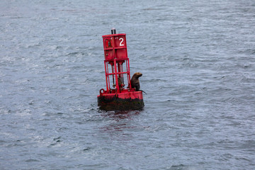 Sea Lion sitting on a red navigational buoy in Alaska just outside of Hoonah, Icy Strait Point 