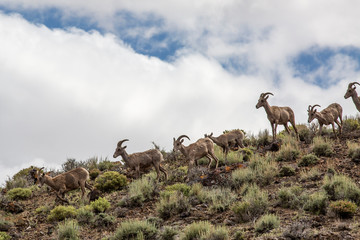 Bighorn herd