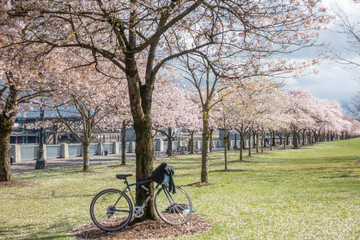 Fototapeta premium Cheery blossoms in Portland downtown