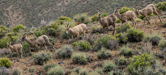 Bighorn herd