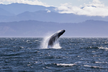 Humpback whale breaching off the coast of Victoria British Columbia, Canada. Beautiful mountains in...