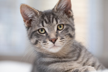 Gray Kitten Headshot