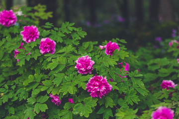 Blooming peony shrubs. Bright flowers of peonies. Summer floral background. Juicy green leaves and magenta colored flowers