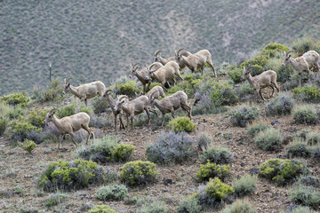 Bighorn herd