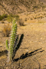 Cactus plant in Cordillera Real, Andes, Bolivia